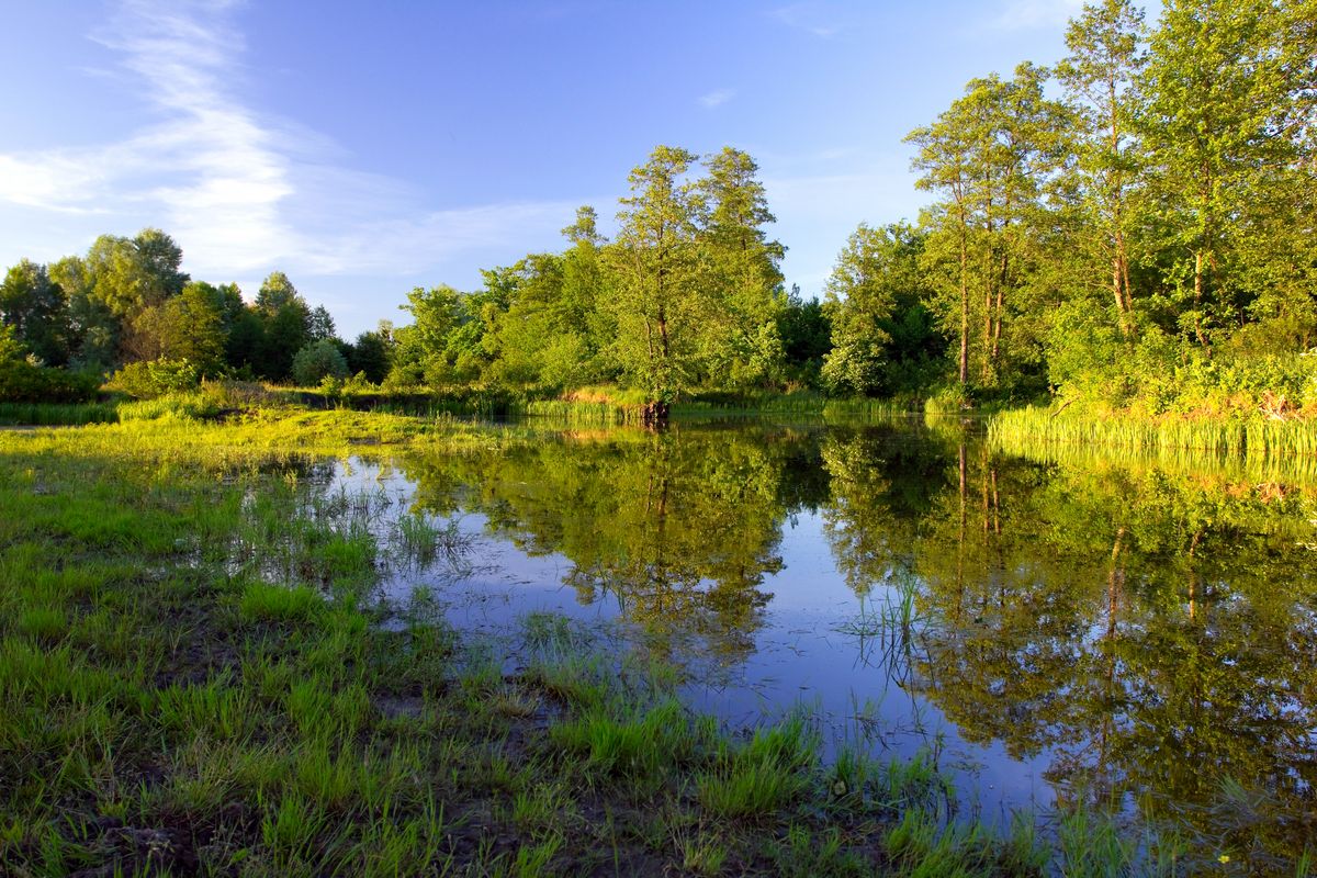 enlarge the image: river and trees