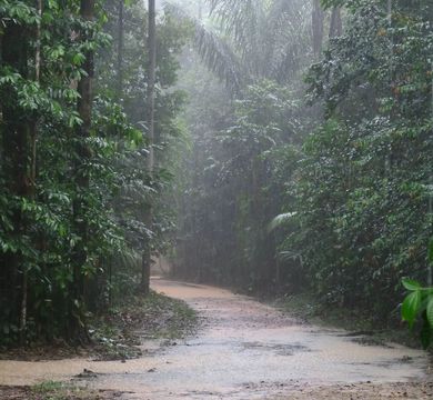 Auf dem Bild ist ein Regenwald im Regen zu sehen.