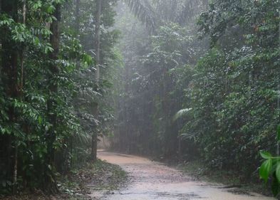 Auf dem Bild ist ein Regenwald im Regen zu sehen.